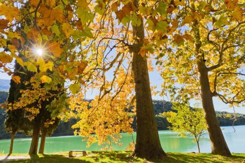 italy in autumn, beautiful yellow leaves set against Lake Toblino