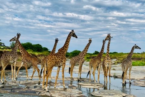 Giraffes in Maasi Mara