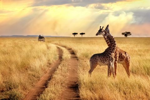 giraffes in tanzania