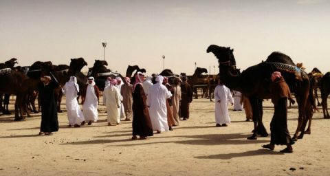 Camel beauty contest judging at Al Dhafra Festival