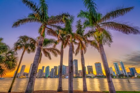 High rises of Miami downtown seen through palm trees at sunset