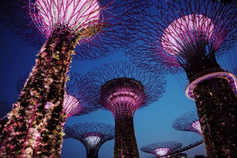 Super Grove treees in gardens by the bay Singapore lit up at night