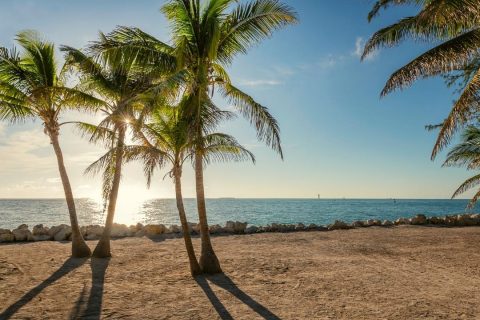 Palm Trees on Key West - Beach Islands and Keys in Florida