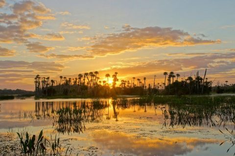 Orlando wetlands park at sunrise