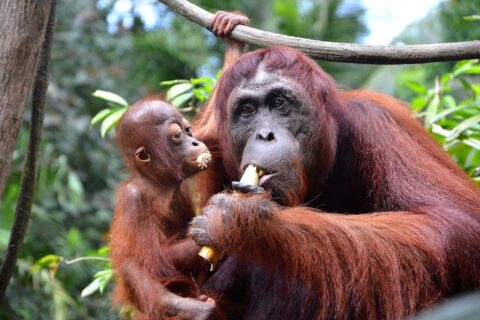 a mother and baby orangutan eating a banana in Borneo